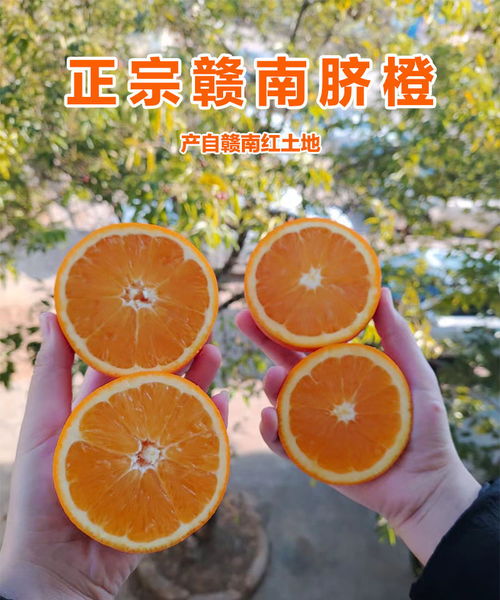 贛南臍橙 應季鮮果的甜蜜之選