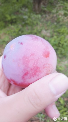 【農人直供】酸甜可口，一口咬下當季鮮！—— 原產地直發黃肉紅布林李子品鑒