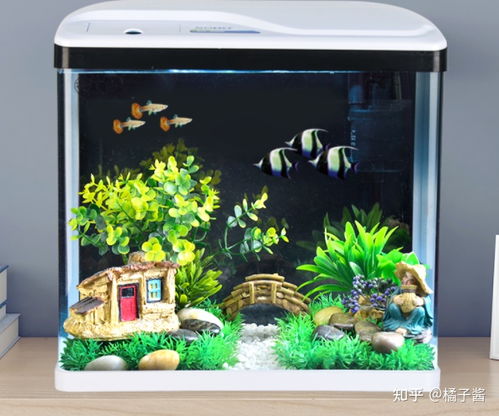 300元預(yù)算的魚缸選購指南 新手輕松入坑的高性價(jià)比方案